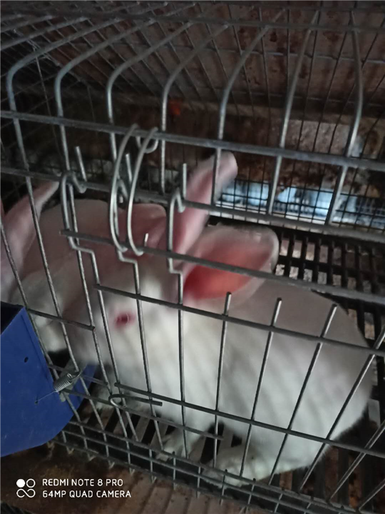 南宁种兔