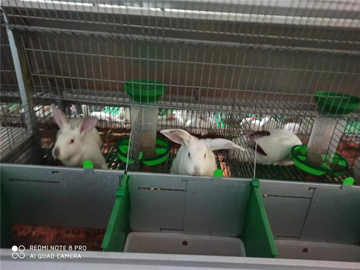 广西兔种苗，南宁兔种苗