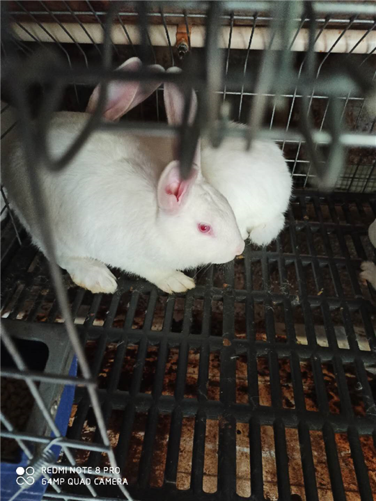 广西养兔