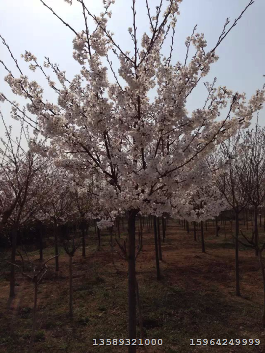 高杆樱花 