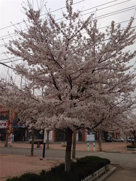 樱花|樱花小苗 