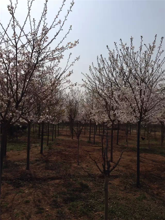 樱花|樱花小苗 