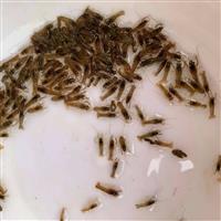 小龙虾苗养殖场批发 龙虾种苗价格 品种优良