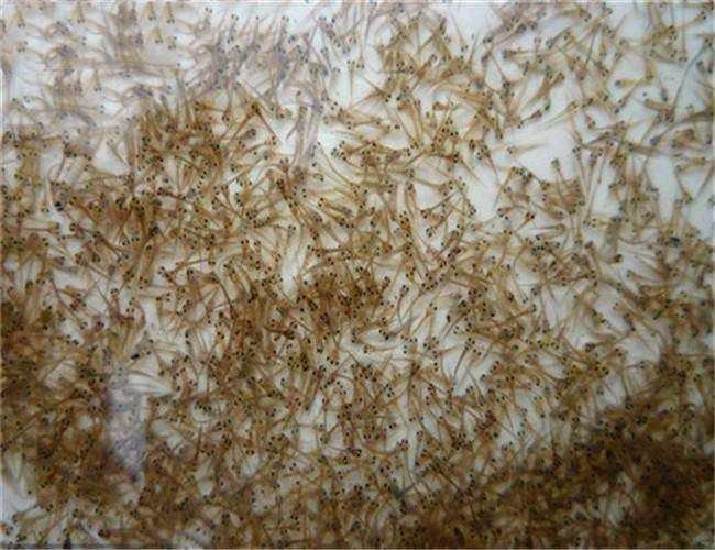 济南对虾苗养殖场批发 淡水养殖龙虾苗对虾苗价格