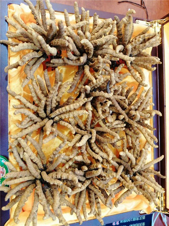 武汉冬虫夏草回收