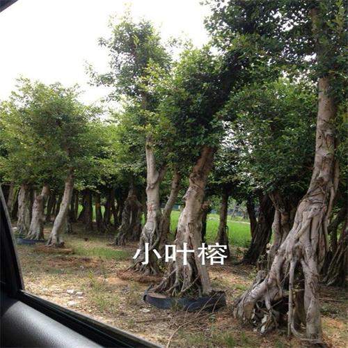 小叶榕栽培基地 观赏植物批发 桩景造型榕树