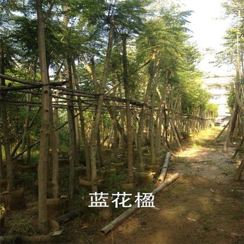 蓝花楹批发基地 根系发达种植好管理 市政绿化工程