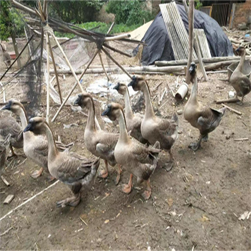 合浦狮头鹅养殖基地