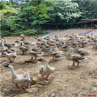 广西合浦狮头鹅