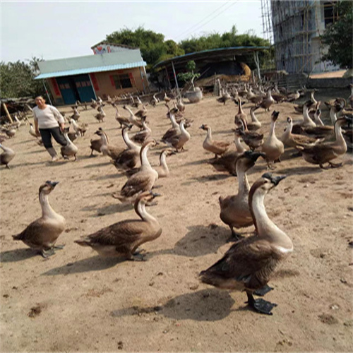 合浦狮头鹅批发价格