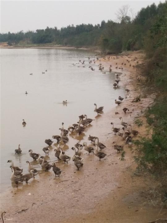 合浦狮头鹅|合浦狮头鹅养殖