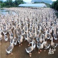 合浦黑狮苗