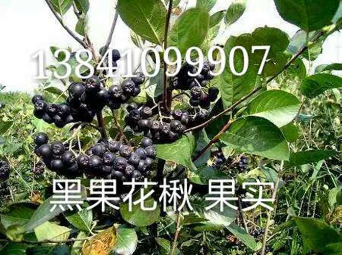 黑果腺肋花楸果实 