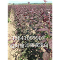 供应红叶榆叶梅嫁接苗