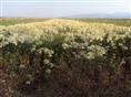辽宁木绣球\木绣球基地\开原木绣球种植基地