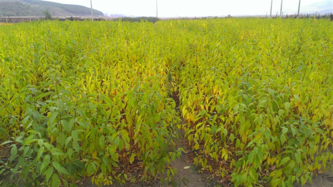 山桃稠李供应|辽宁山桃稠李|东北山桃稠李供应商