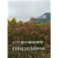 东北辽宁铁岭直销【红叶复叶槭小苗】接穗 