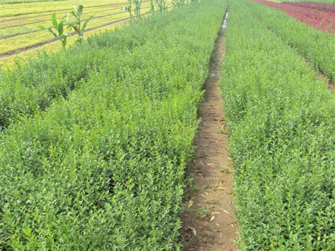 出售水蜡小苗|辽宁水蜡小苗供应|开原水蜡小苗基地
