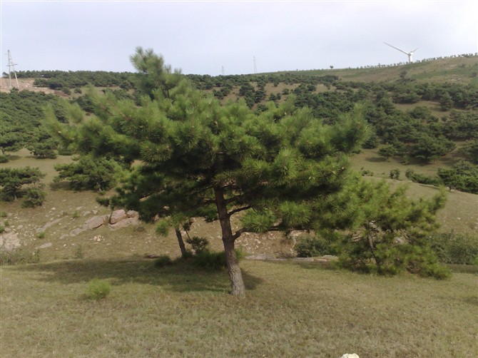供应东北平顶松，开原平顶松出售，辽宁平顶松报价