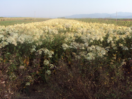 辽宁木绣球\木绣球基地\开原木绣球种植基地