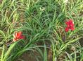 红花萱草图片&辽宁哪里有红花萱草供应