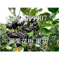 黑果腺肋花楸果实 