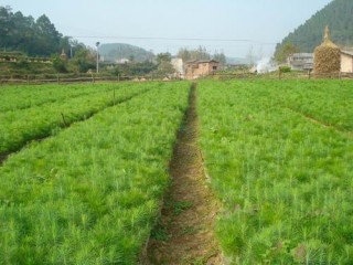 *福建马尾松*&^