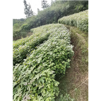 福建枫香苗 