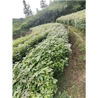 福建枫香小苗