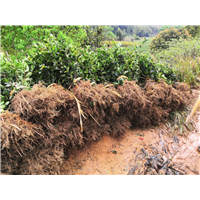 福建油茶苗 