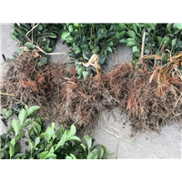 福建油茶苗批发 