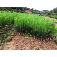 福建马尾松苗 