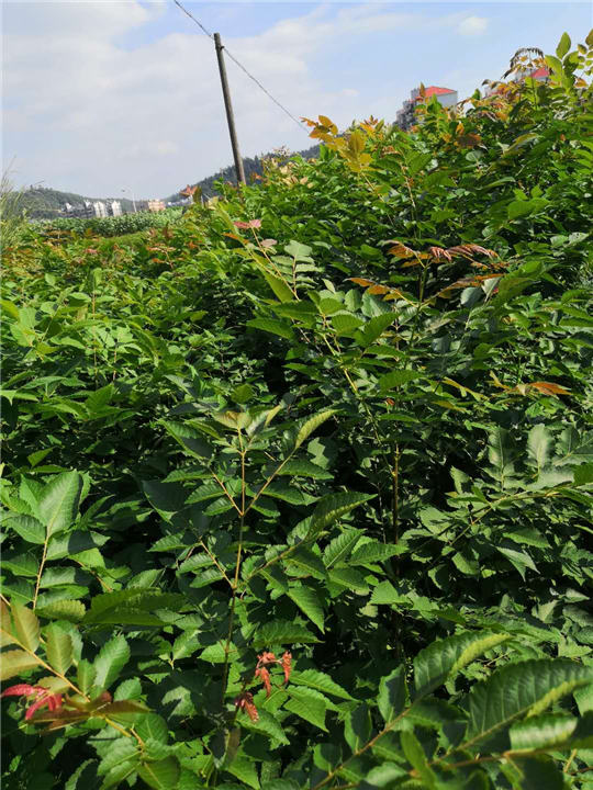 福建黄山栾树苗 