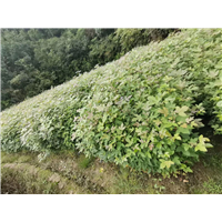 福建枫香基地 