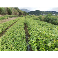 福建火力楠苗 