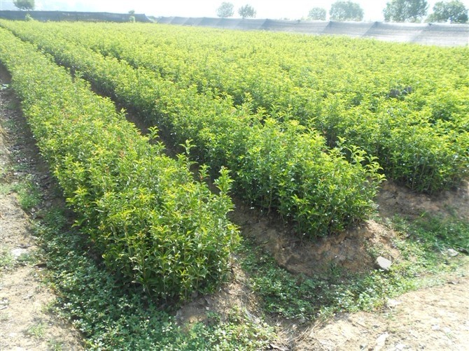 重庆桂花苗--重庆桂花苗基地