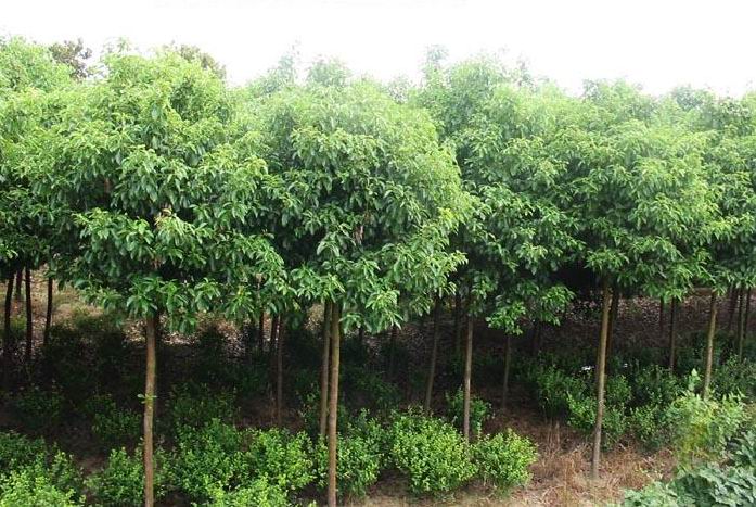 重庆香樟苗价格--重庆香樟苗出售