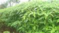 重庆香樟苗价格--重庆香樟苗出售