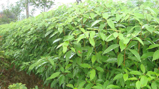 重庆香樟苗价格--重庆香樟苗出售