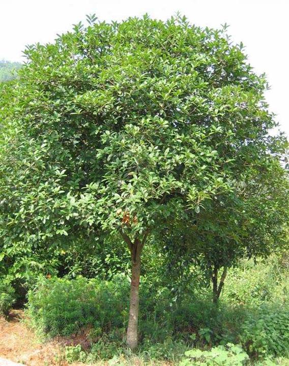 重庆香樟苗批发--重庆香樟苗基地