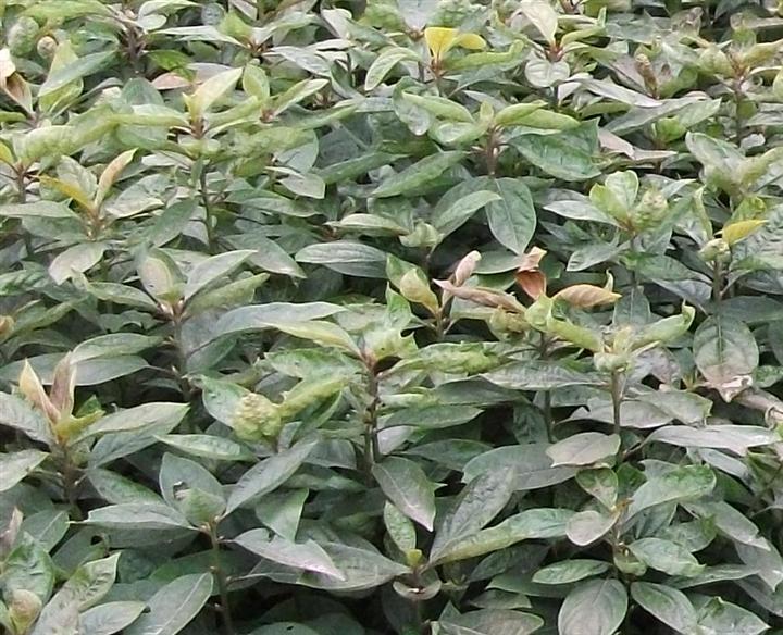 重庆香樟苗价格--重庆香樟苗出售