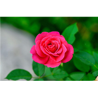 重庆桂花树