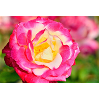 重庆桂花树