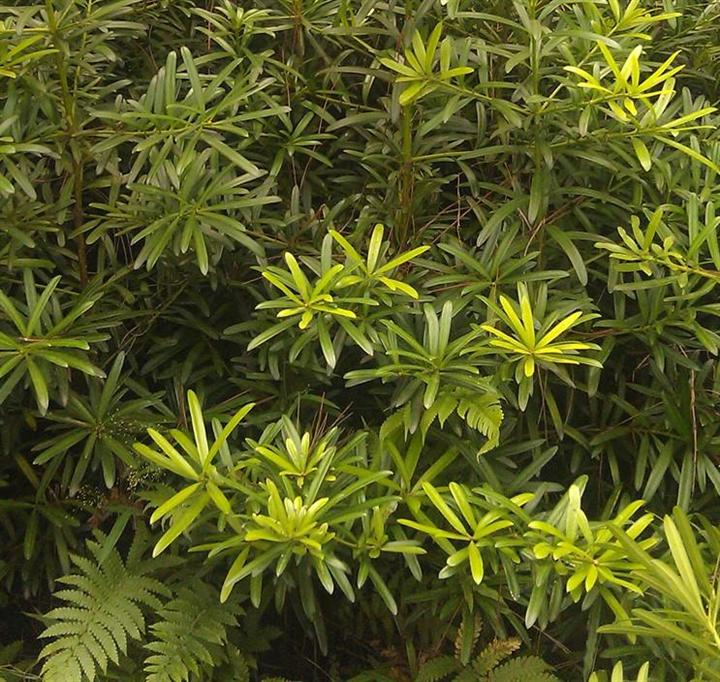 重庆黄角树苗--重庆黄角树苗基地