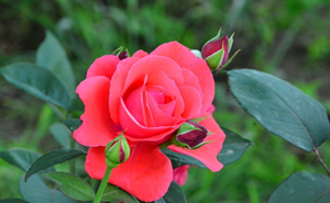 重庆月季花苗 