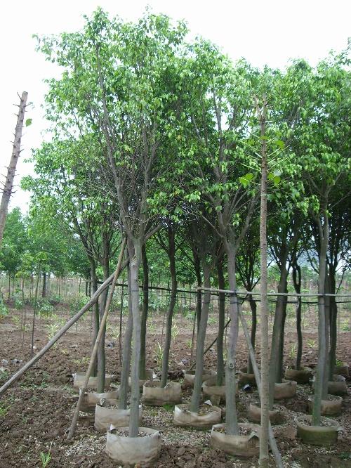 重庆小叶榕基地、重庆小叶榕批发