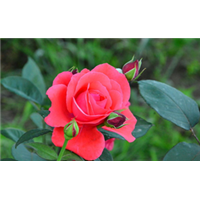 重庆月季花苗 