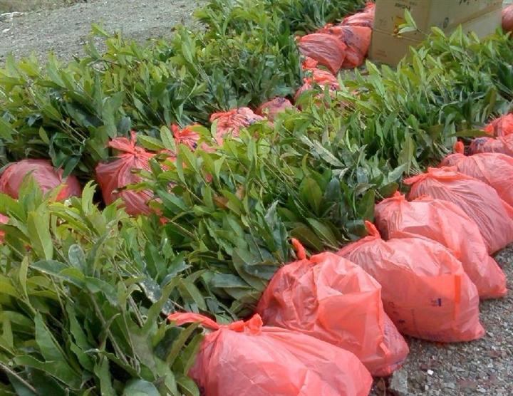重庆桂花苗木网种植桂花树苗