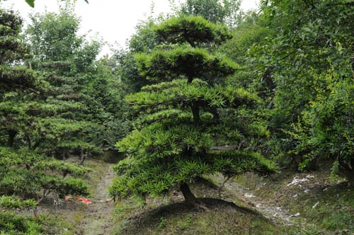 重庆黄角树苗--重庆黄角树苗基地