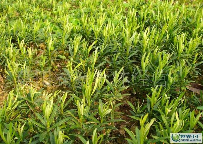 重庆桂花苗批发--重庆桂花苗出售